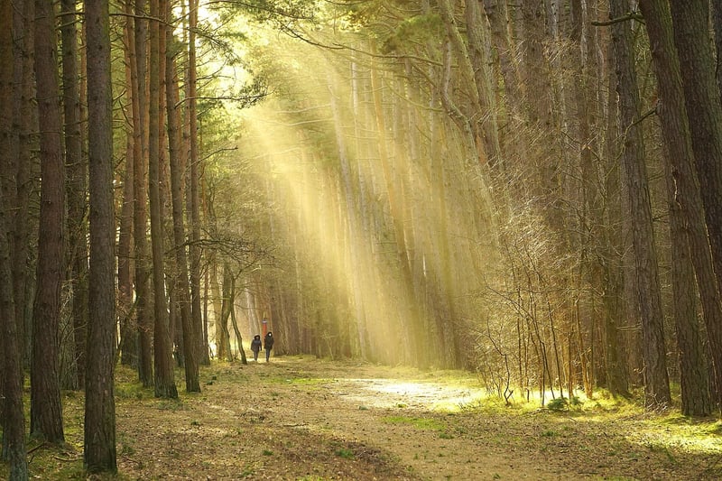 Mindful Walking